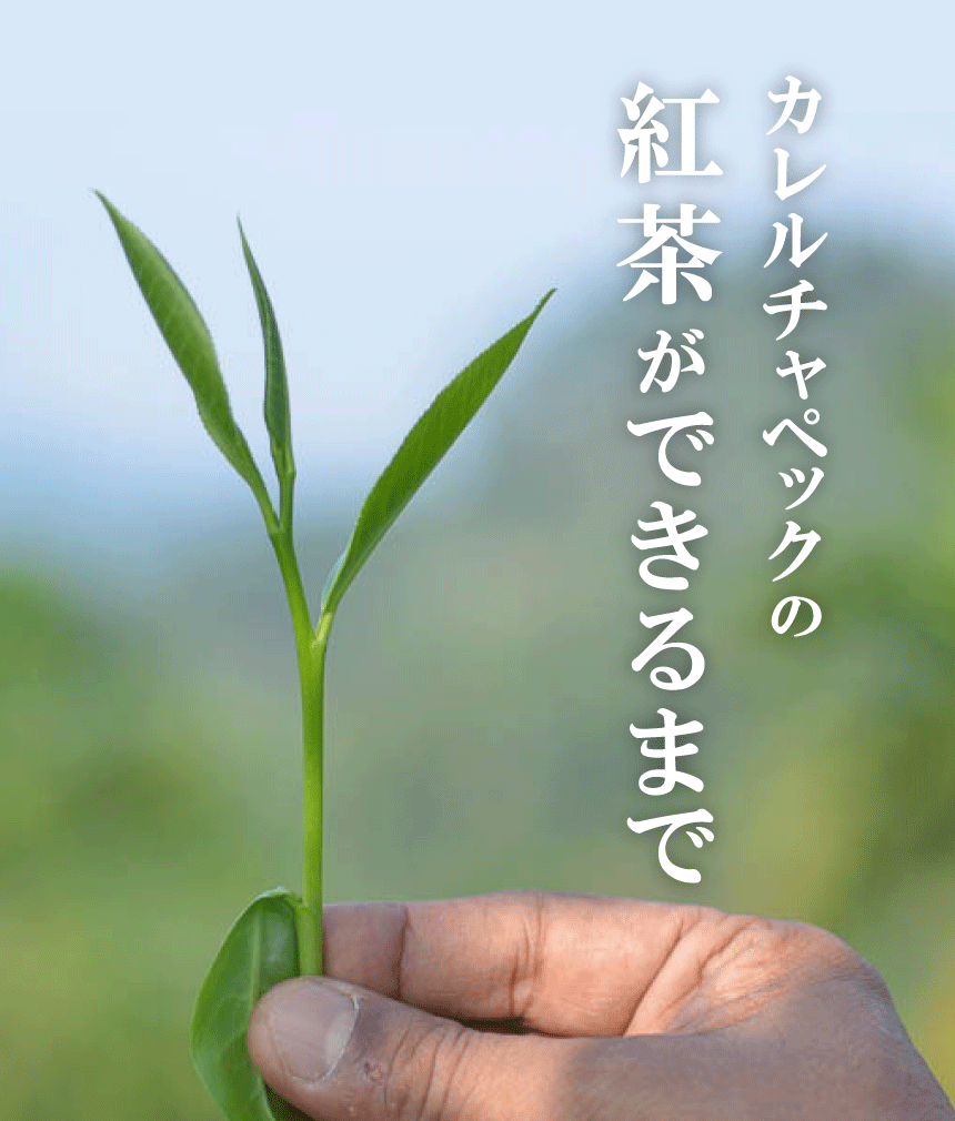 カレルチャペック紅茶店 公式通販サイト