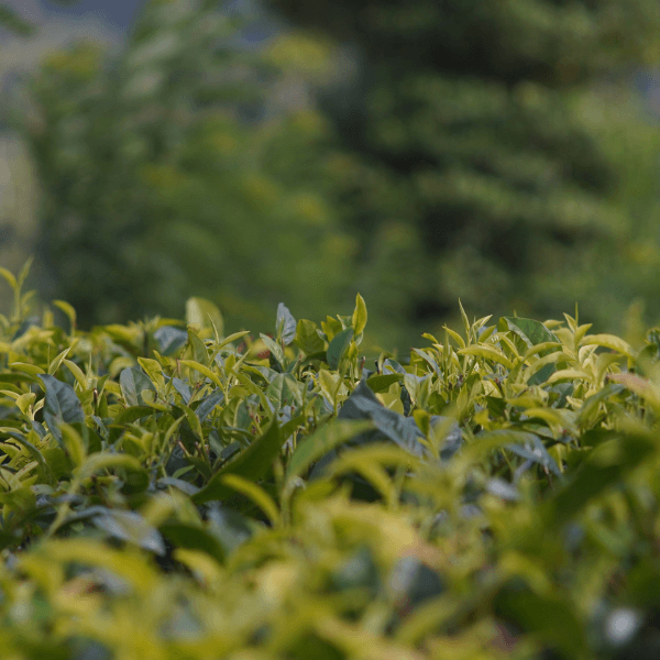 5枚セット～】おせわになりました｜ティーバッグ | カレル